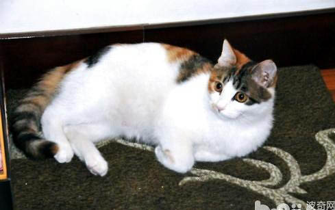 如何找到跑丢的猫咪呢
