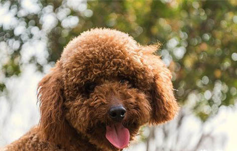 狗狗冠状病毒多久能好