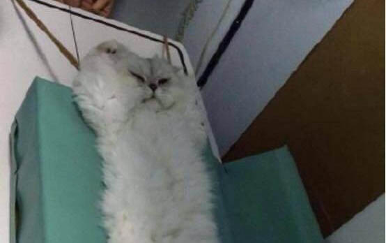 幼猫可以用猫薄荷吗为什么