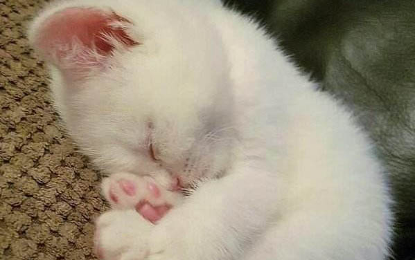 猫打喷嚏拉稀精神很好