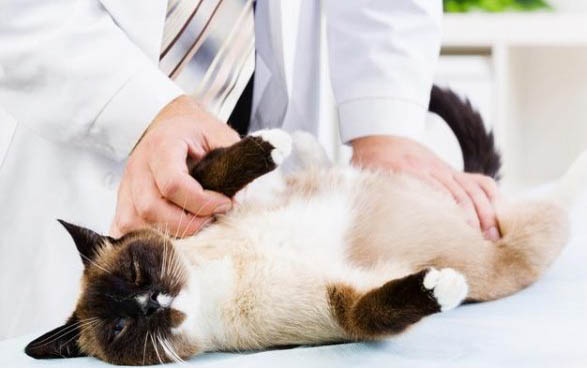 小猫咪突然吐黄水怎么办