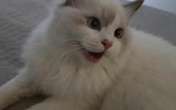 叫猫过来的手势