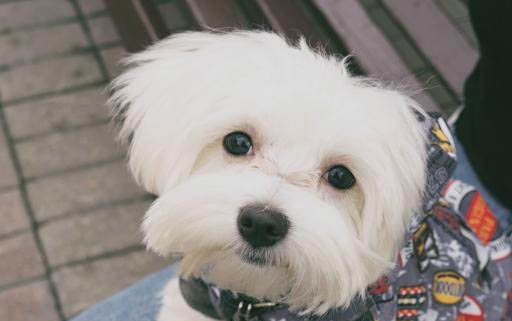 狗狗不爱吃饭