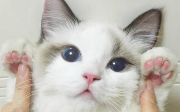 猫黑下巴怎么治疗？