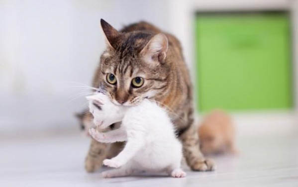 请问猫咪呕吐的原因及处理方法