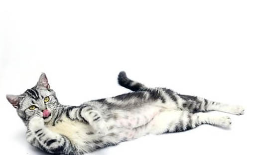 被家养的猫抓破皮要打针吗