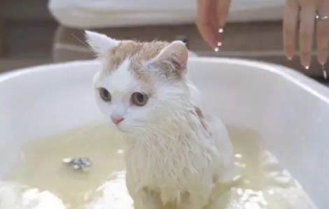 猫咪为什么总睡在地上