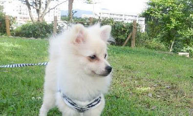 幼犬需要补钙吗
