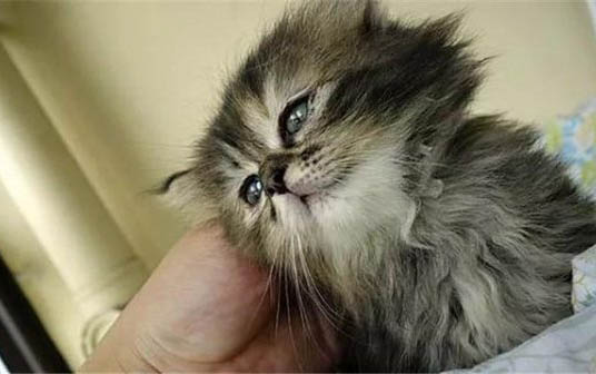 小猫鼻子干燥是正常的嘛怎么办