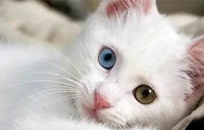 猫咪突然单只眼睛红肿流眼泪