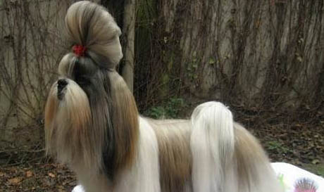 西施犬有狂犬病毒能活多久