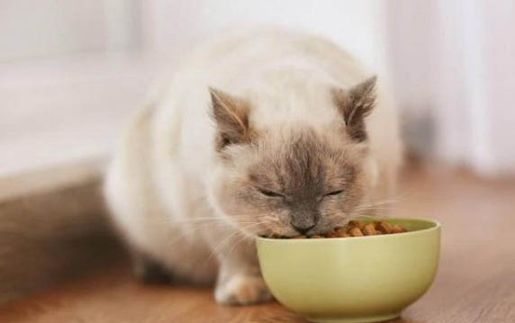 猫咪得胰腺炎可以吃羊奶吗