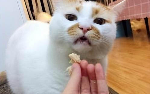 猫咪为什么爬墙不让抱