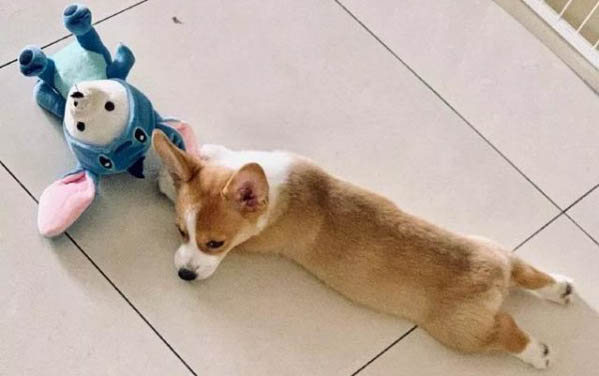 狗狗乳腺炎吃什么消炎药