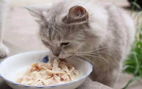 猫咪突然兴奋满屋子跑