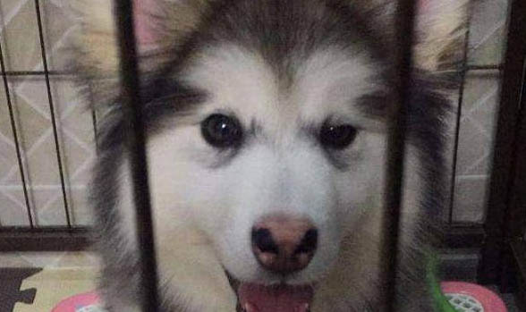阿拉斯加狗粮