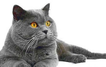 母猫生产前三天的征兆有哪些