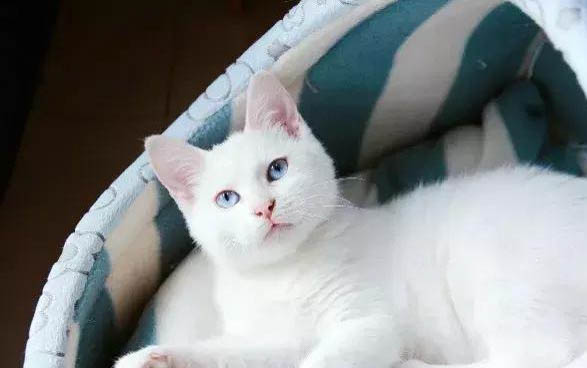 小猫睡觉呼吸急促是怎么回事