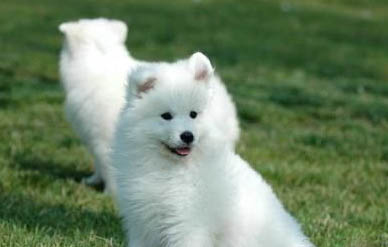 棉花面纱犬哪里有卖