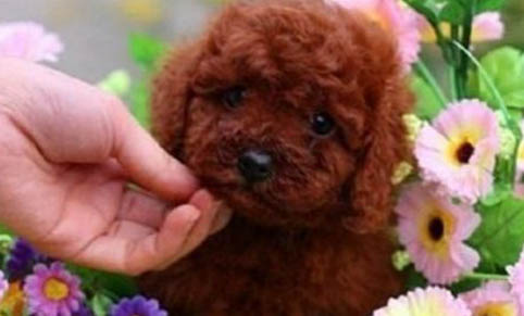 泰迪犬出生多久可以喂狗粮了