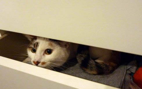 猫咪掉毛太厉害怎么办