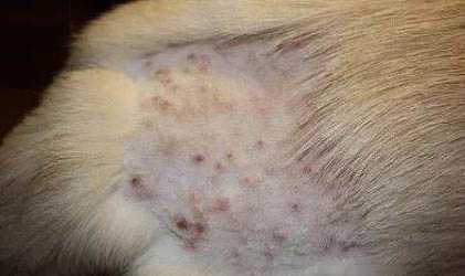 狗狗换牙期间食欲不好怎么办呢?