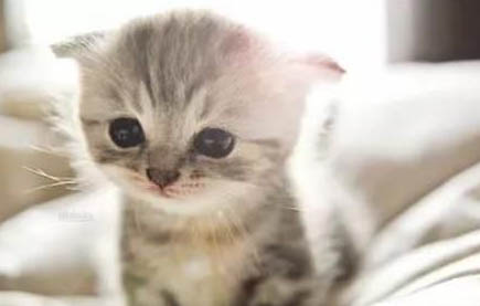 猫尿结石怎么办能治好吗