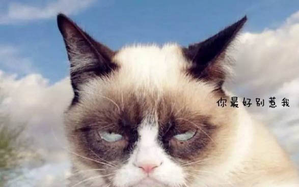 猫好几天不吃东西了怎么办