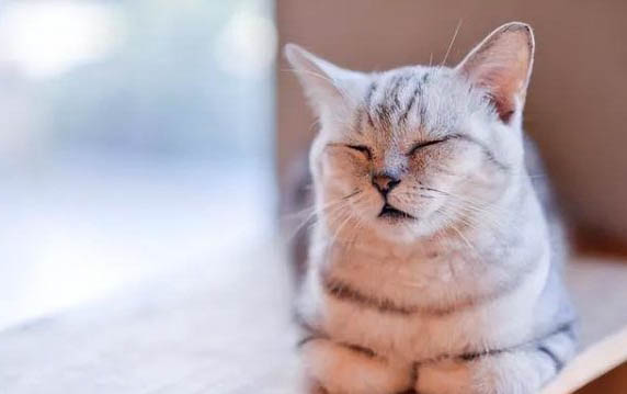 猫咪为什么会经常吐奶呢