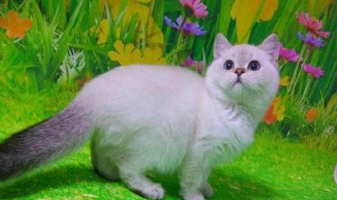 猫咪嘴部毛毛发黄的原因