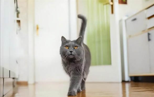 如何让猫改掉翻垃圾桶