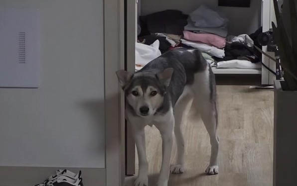 狗狗有哪些东西不能吃