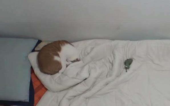 猫间隔多久能生一只小猫