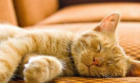 猫咪多大可以洗澡