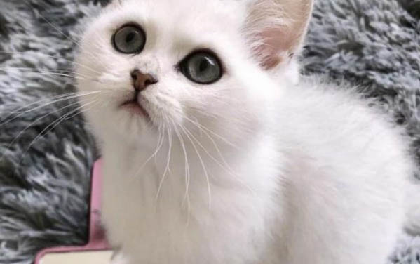 猫咪拉黄水大便但是很活泼怎么回事啊