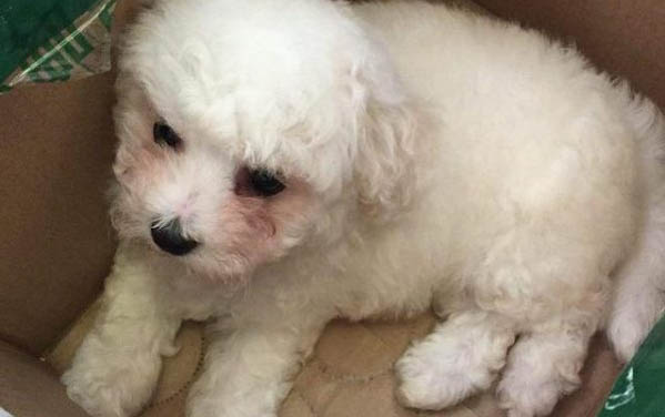比熊犬吃什么