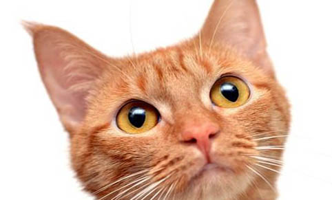猫咪怀孕会有孕吐反应吗