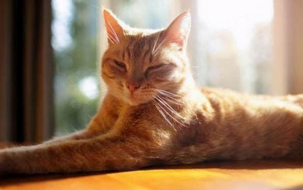 猫咪为什么眼睛都是水珠怎么回事