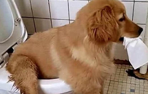 幼犬拉血