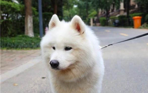 狗狗粪便偏稀可能的原因有哪些