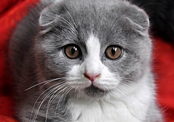 折耳短腿猫的发病率有多高