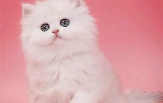 猫咪冬天喝冷水还是温水,需要注意什么