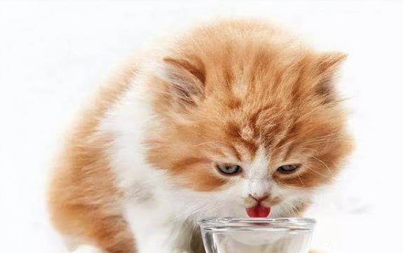 猫尿道堵塞需要导尿吗