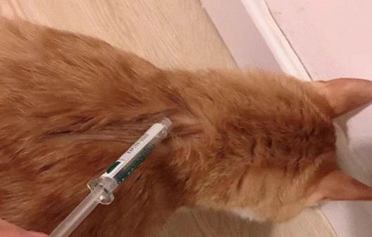 猫一直蹭东西一直叫