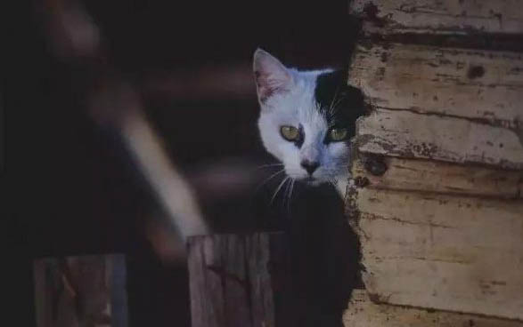 猫咪打疫苗过敏症状