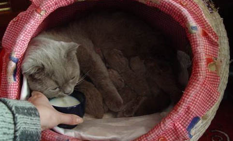 请问猫咪呕吐的原因及处理方法?