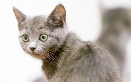 一个月的小猫可以吃什么?