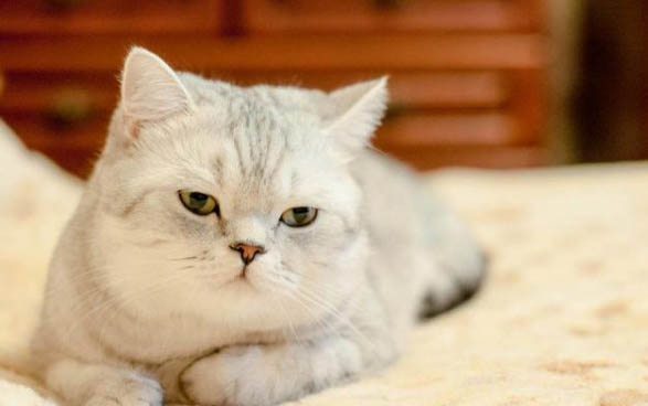 猫咪肚子咕咕叫拉稀