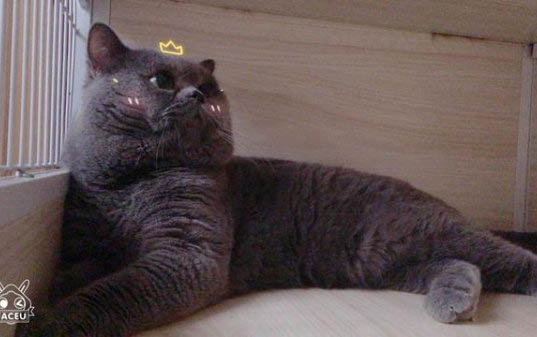 猫咪可不可以吃红薯呢?