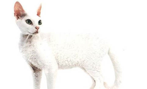 德文卷毛猫掉毛吗